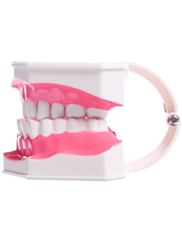 Игровой набор «Макет челюсти человека», 12 × 9 см, с щёткой, щётка цвета МИКС