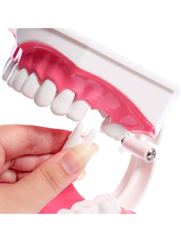 Игровой набор «Макет челюсти человека», 12 × 9 см, с щёткой, щётка цвета МИКС