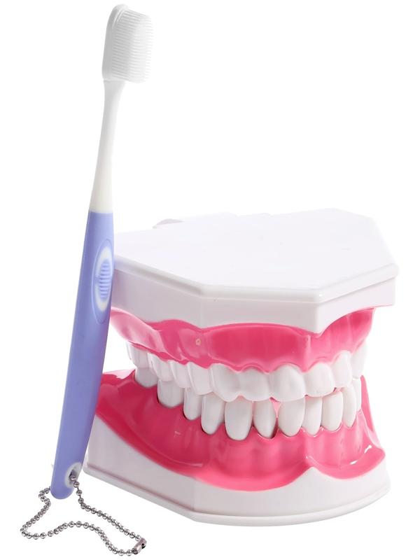 Игровой набор «Макет челюсти человека», 12 × 9 см, с щёткой, щётка цвета МИКС