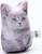 Антистресс игрушка «Котёнок серый»