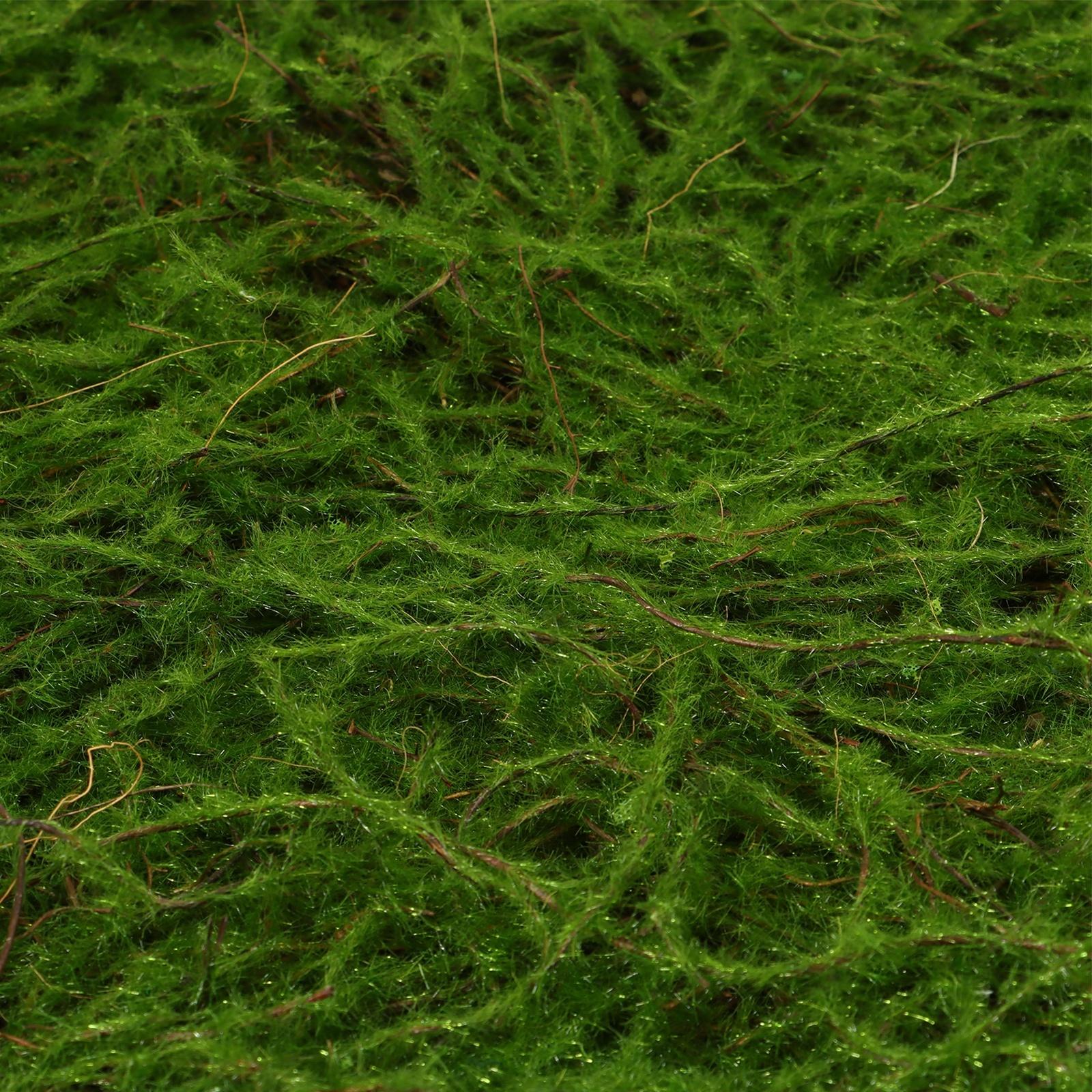 Декоративная панель, 90×40 см, «Папоротник», Greengo