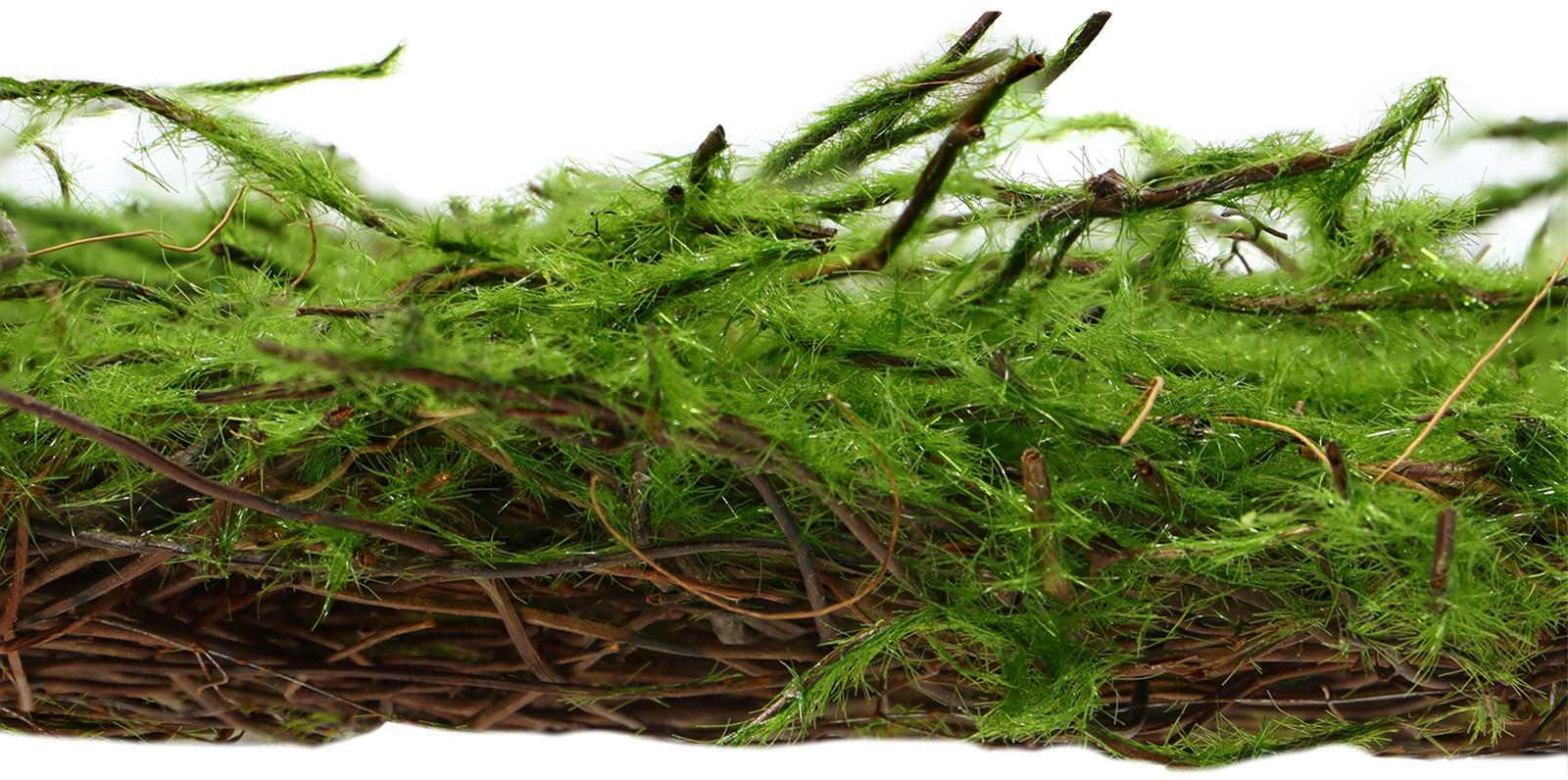 Декоративная панель, 90×40 см, «Папоротник», Greengo