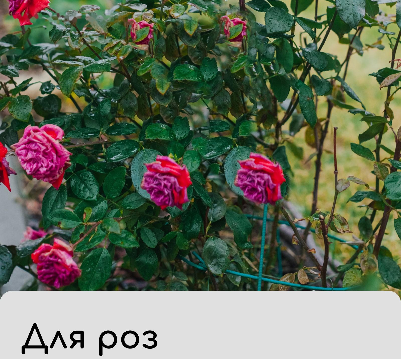 Чехол для растений, с петлями, 50×50 см, спанбонд с УФ-стабилизатором, плотность 60 г/м²