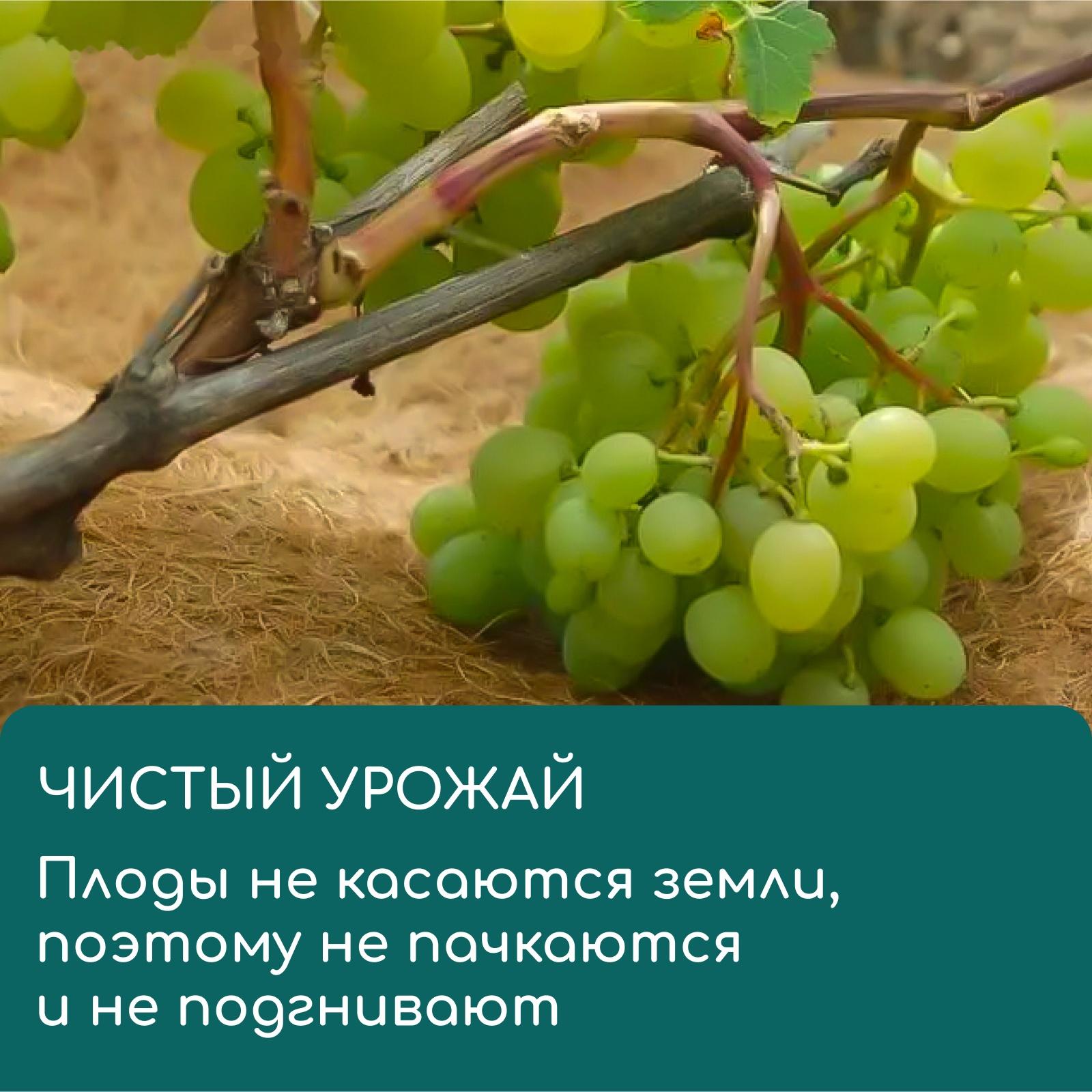 Круг приствольный, d=0.2 м, из кокосового полотна, Greengo