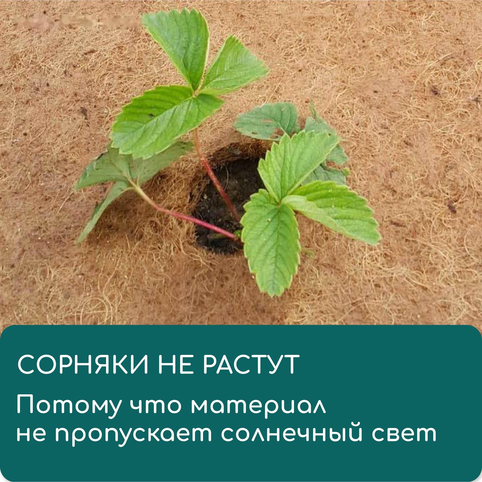 Круг приствольный, d=0.25 м, из кокосового полотна, Greengo