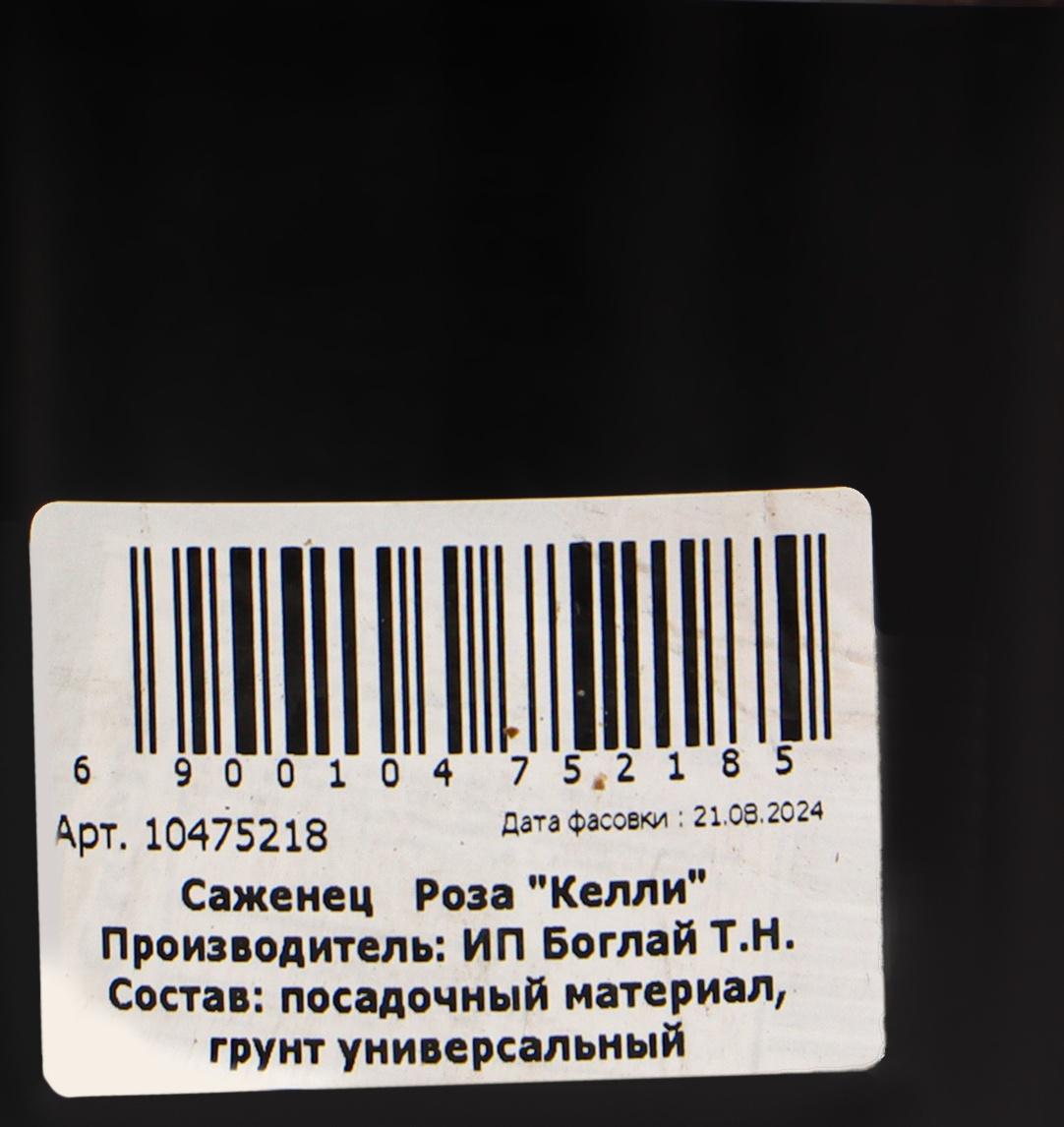 Саженец Розы 