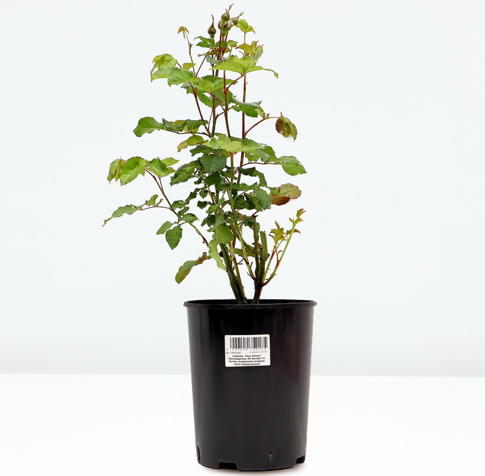 Саженец Розы 