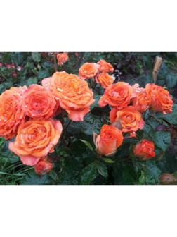 Саженец Розы 