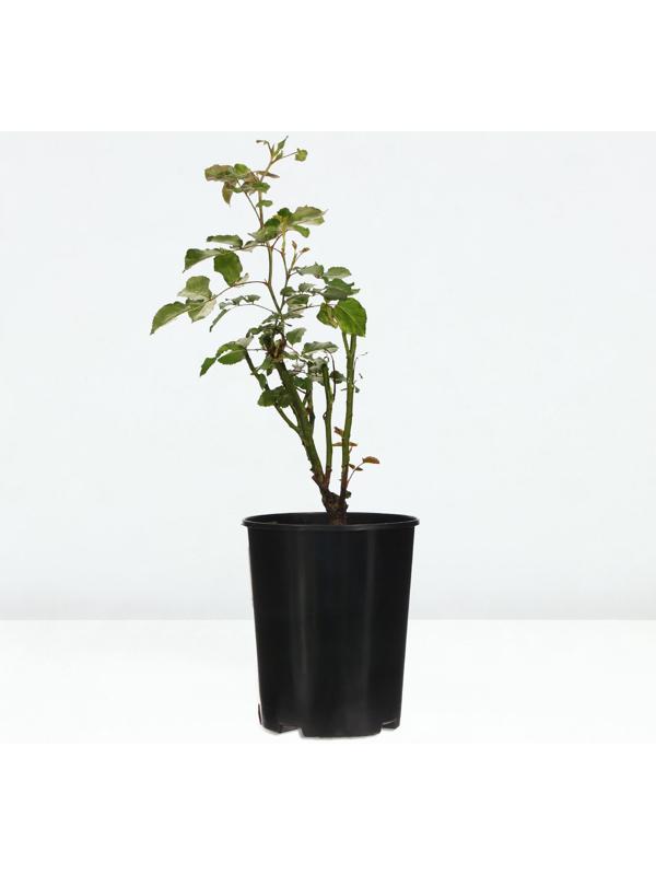 Саженец Розы 