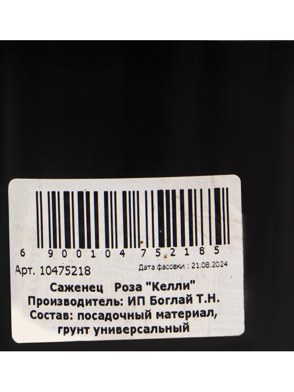 Саженец Розы 