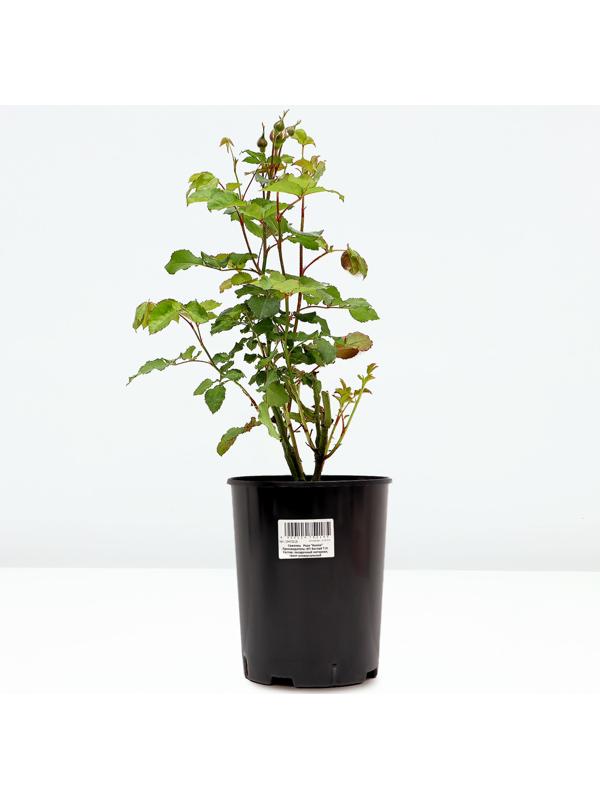 Саженец Розы 