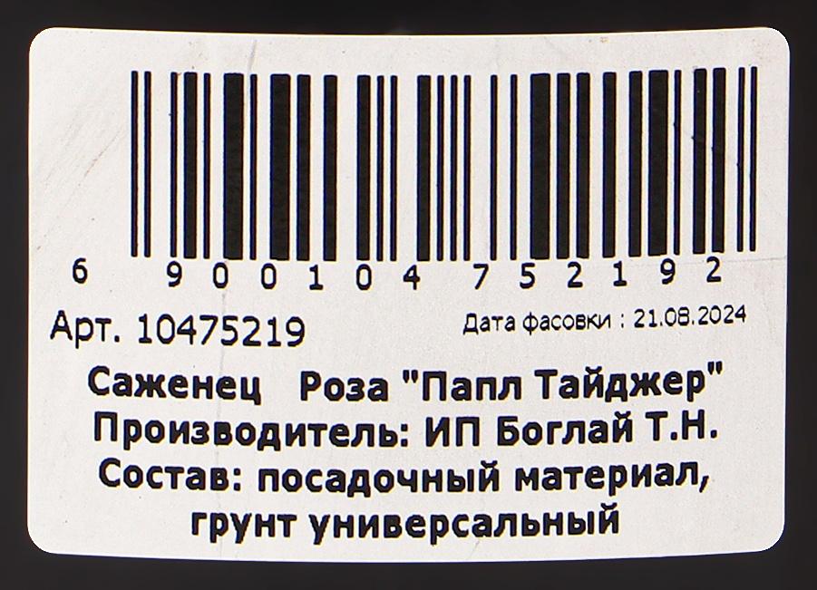 Саженец Розы 