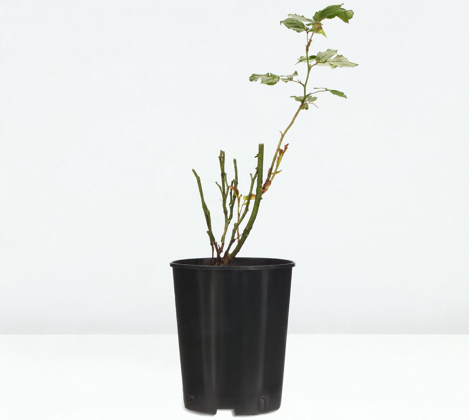 Саженец Розы 