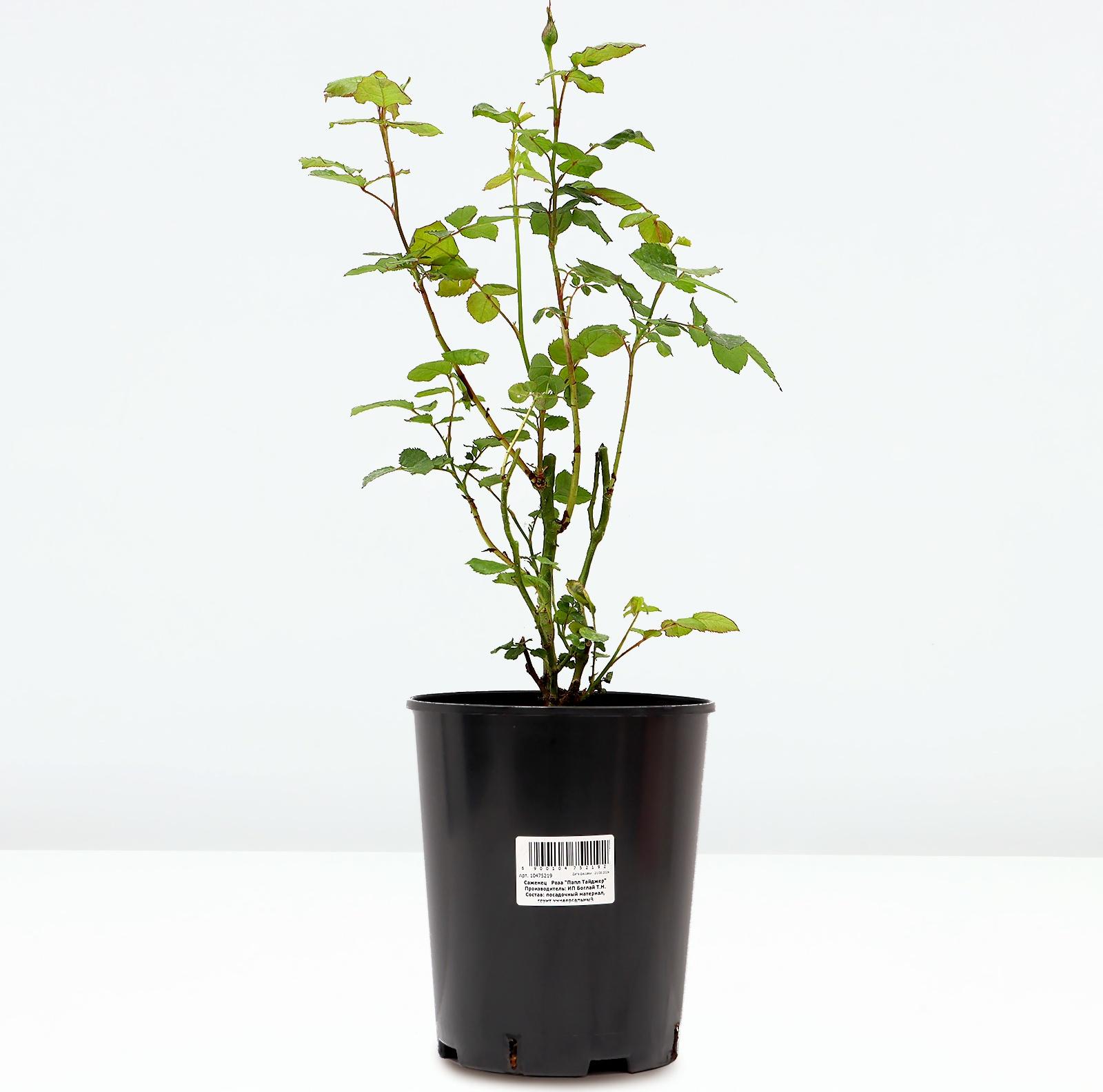 Саженец Розы 