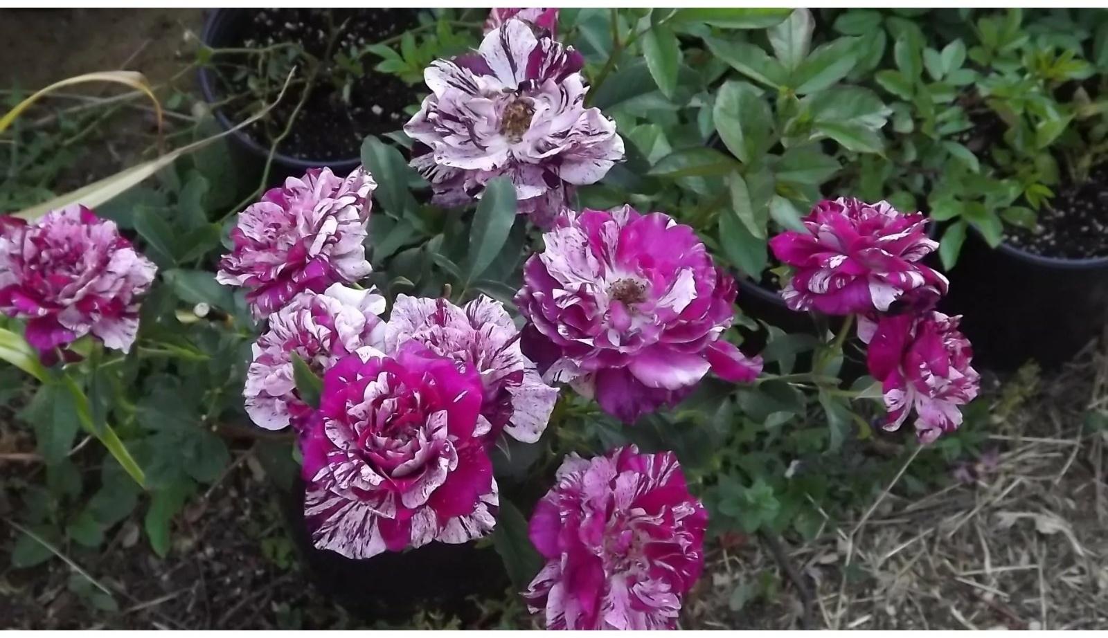 Саженец Розы 