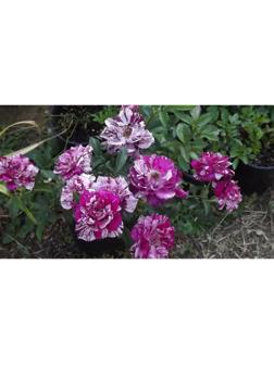 Саженец Розы 