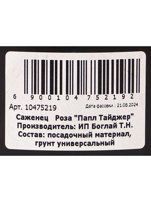 Саженец Розы 