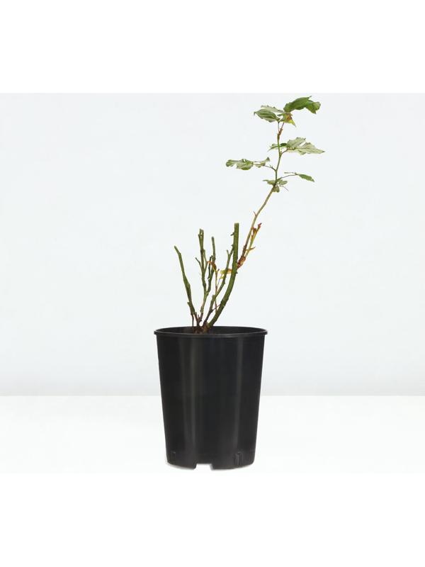 Саженец Розы 