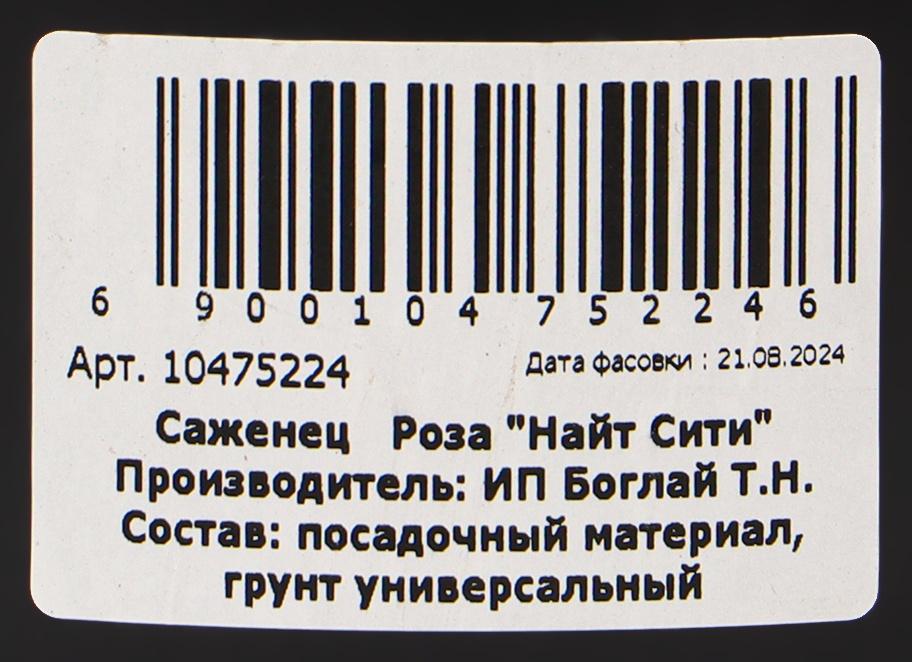 Саженец Розы 