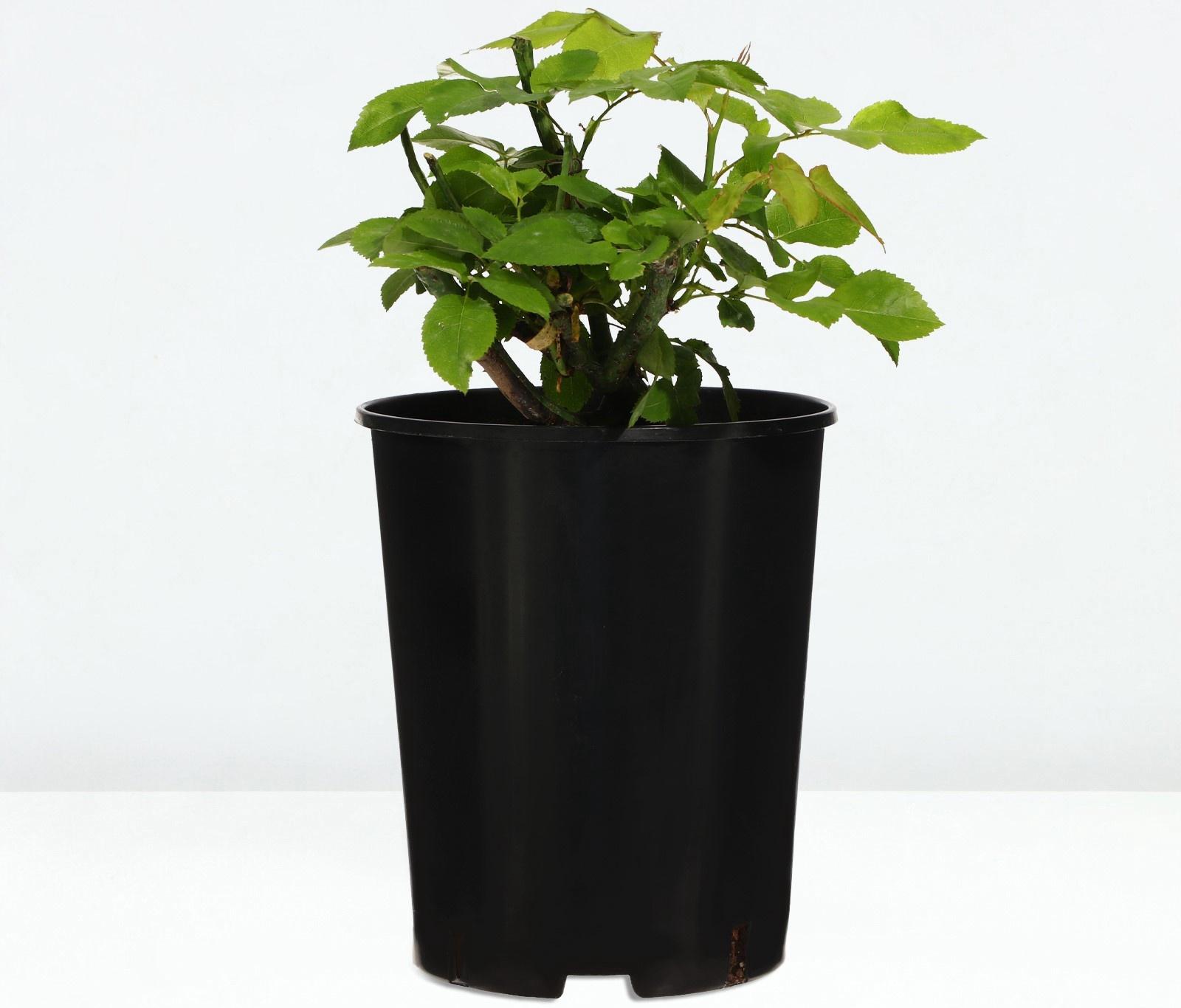 Саженец Розы 