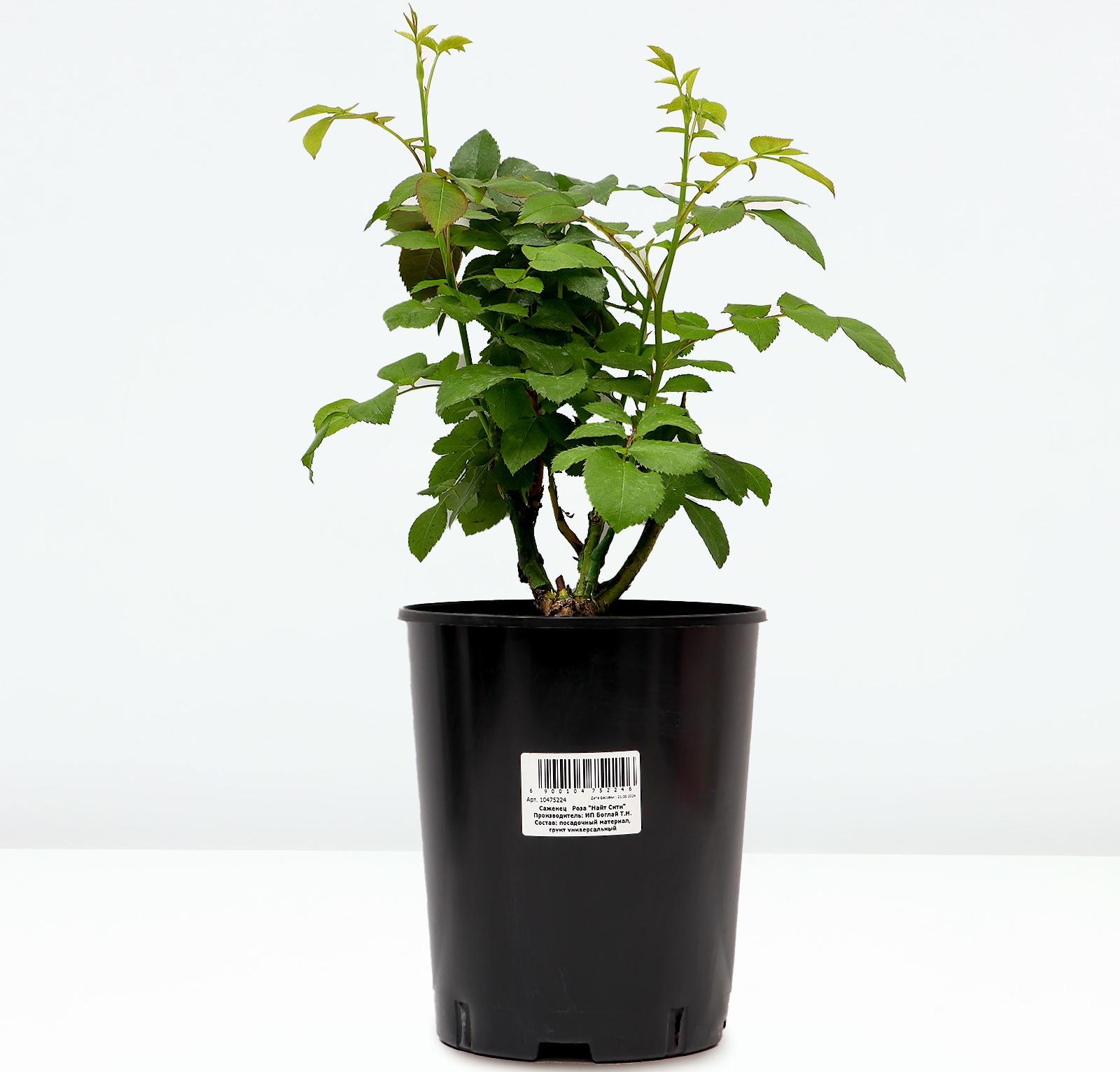 Саженец Розы 