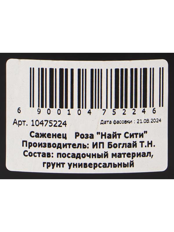 Саженец Розы 