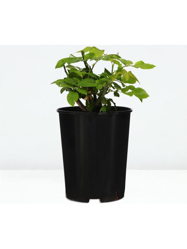 Саженец Розы 