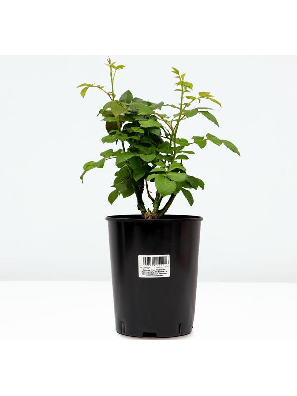 Саженец Розы 