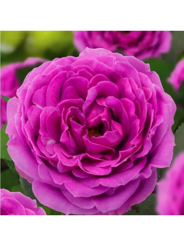 Саженец Розы 