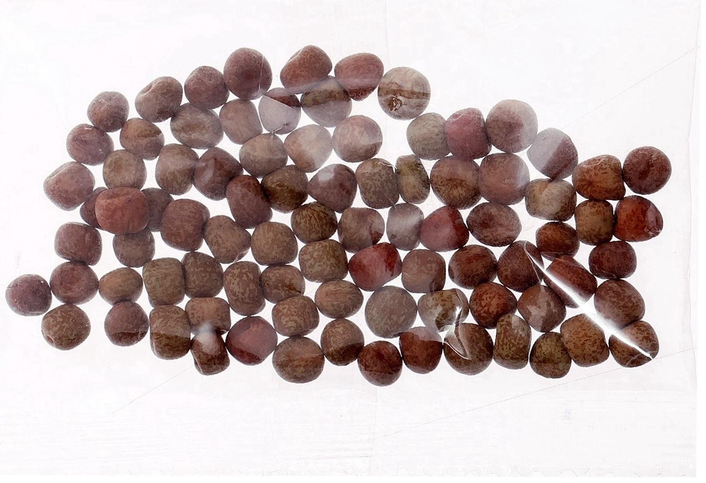 Набор для опытов «Мой минисад», выращивание травки, своими руками