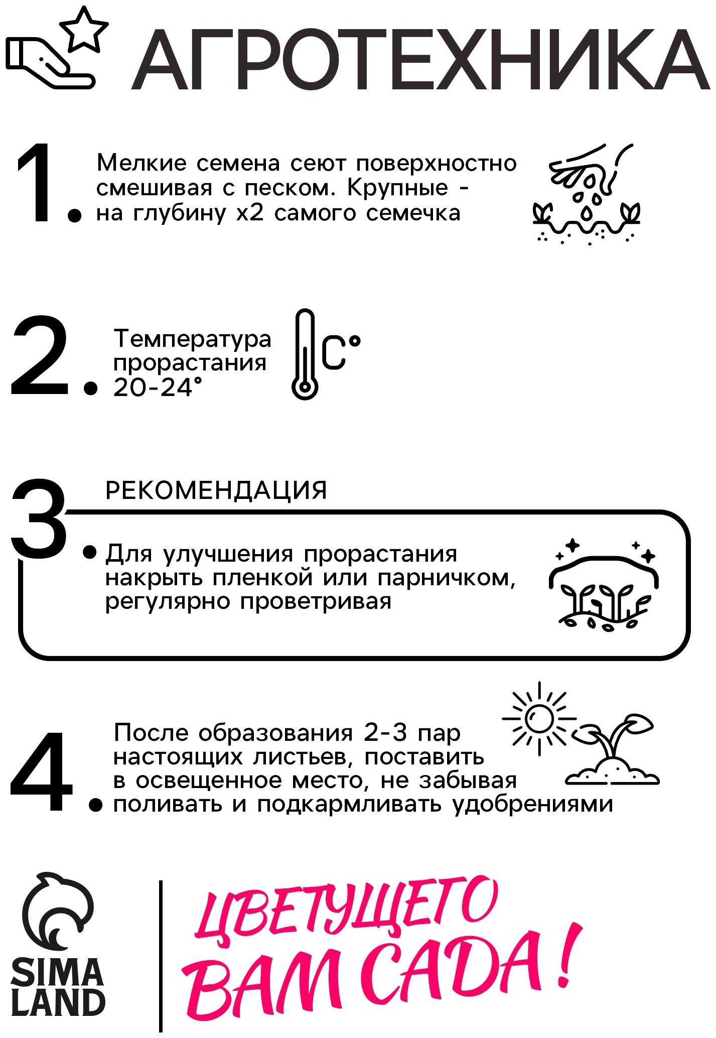 Семена цветов Пентас 