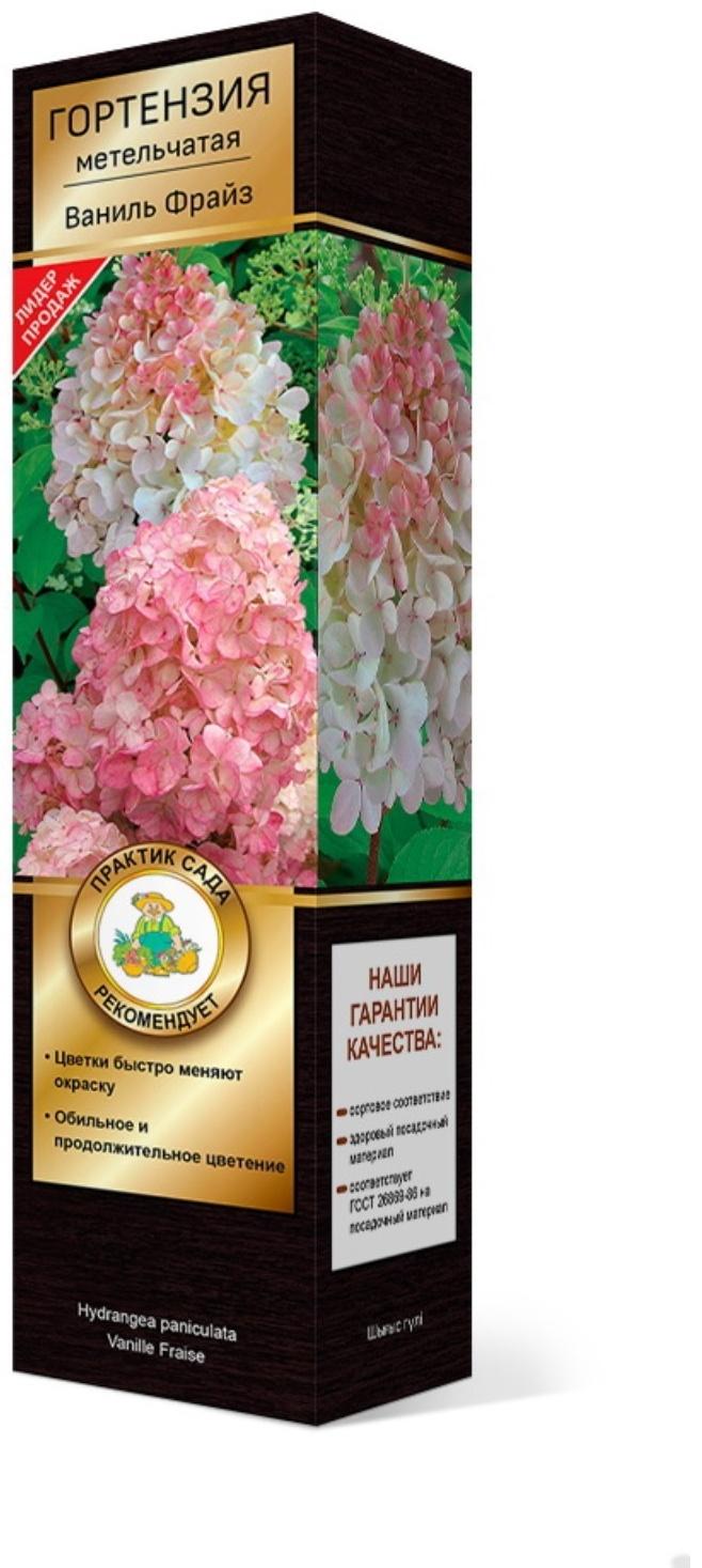 Гортензия метельчатая Люкс 