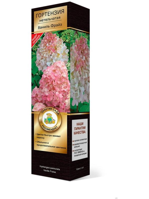 Гортензия метельчатая Люкс 