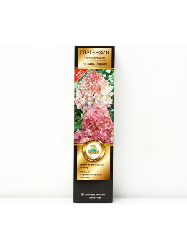Гортензия метельчатая Люкс 