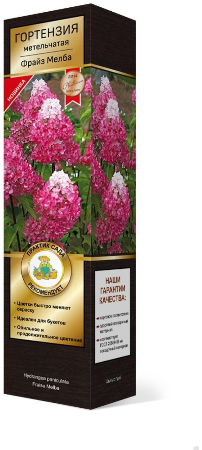 Гортензия метельчатая Люкс 