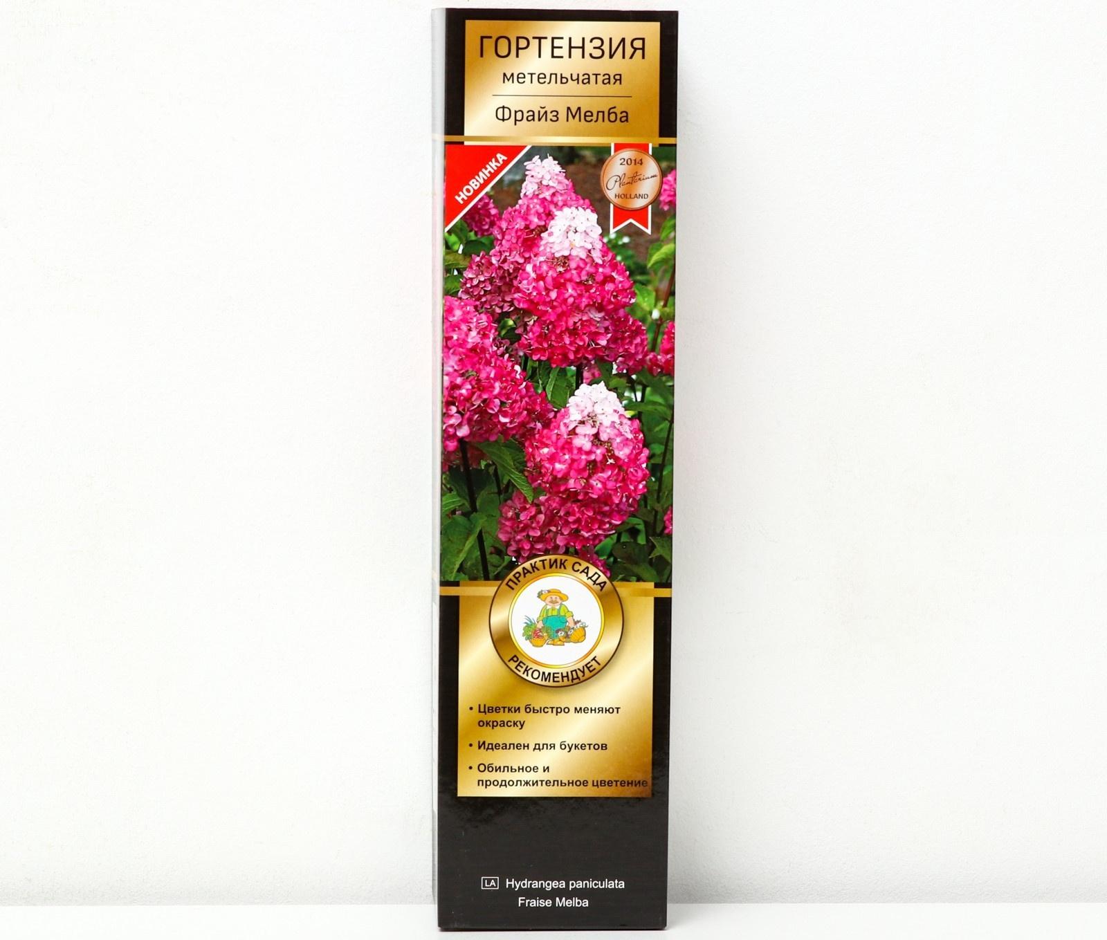 Гортензия метельчатая Люкс 