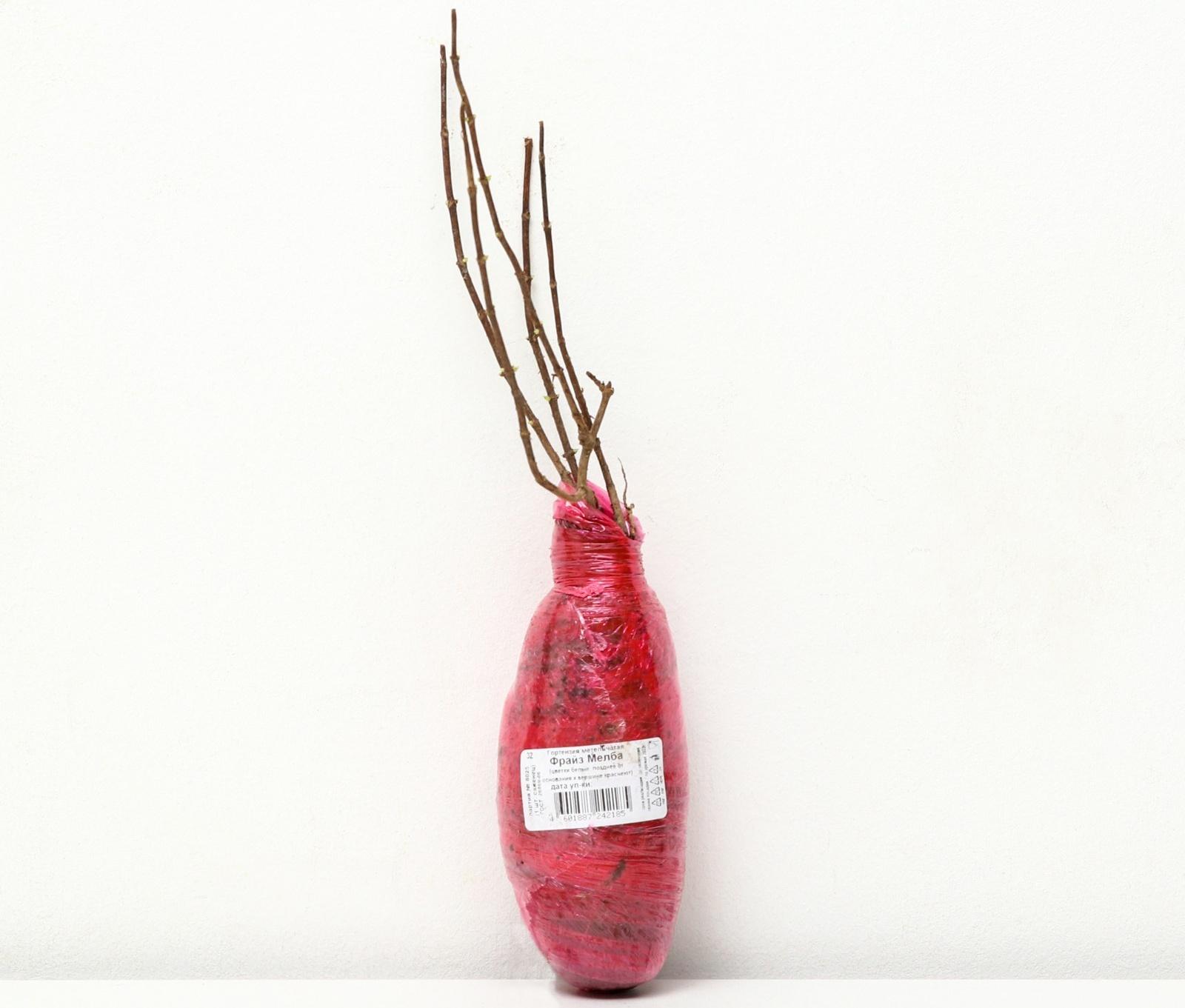 Гортензия метельчатая Люкс 