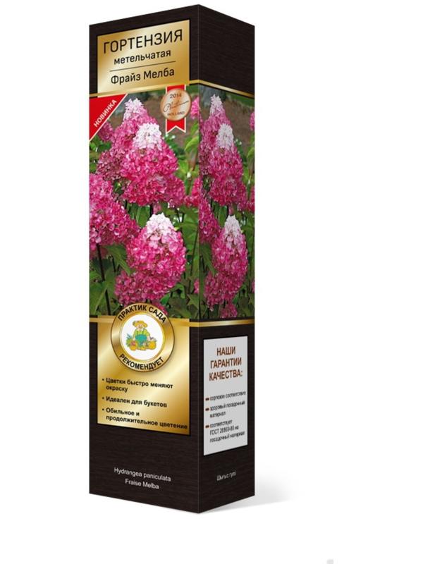 Гортензия метельчатая Люкс 