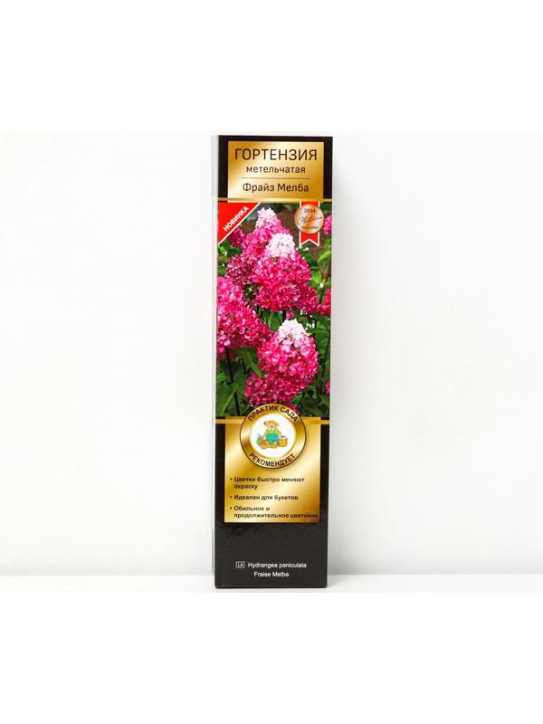 Гортензия метельчатая Люкс 
