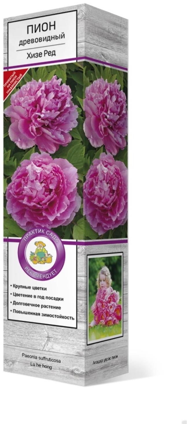 Пион древовидный (привитый на пион травянистый) 