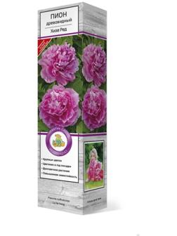 Пион древовидный (привитый на пион травянистый) 