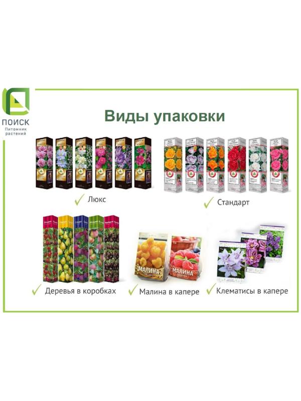 Пион древовидный (привитый на пион травянистый) 