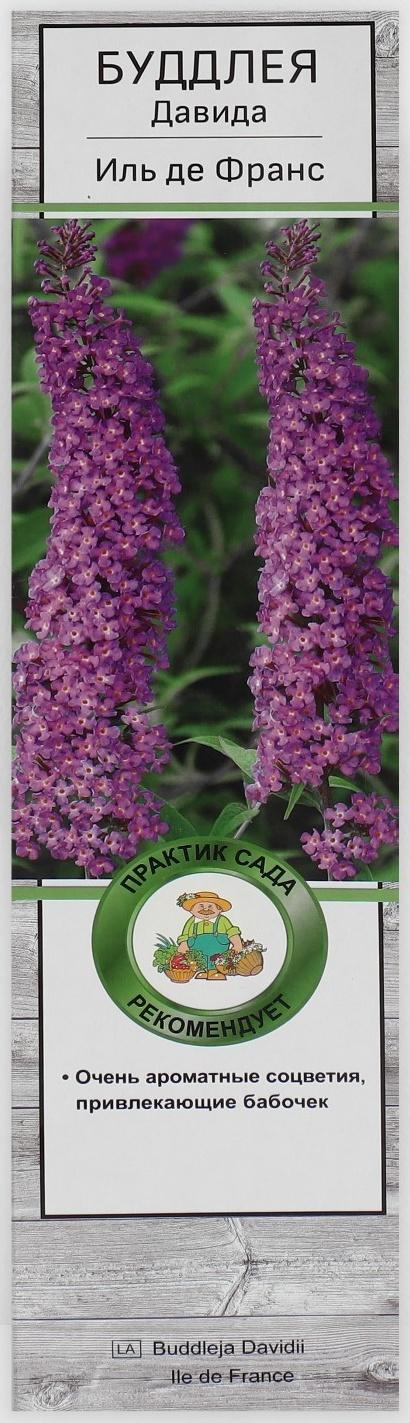 Буддлея Давида 