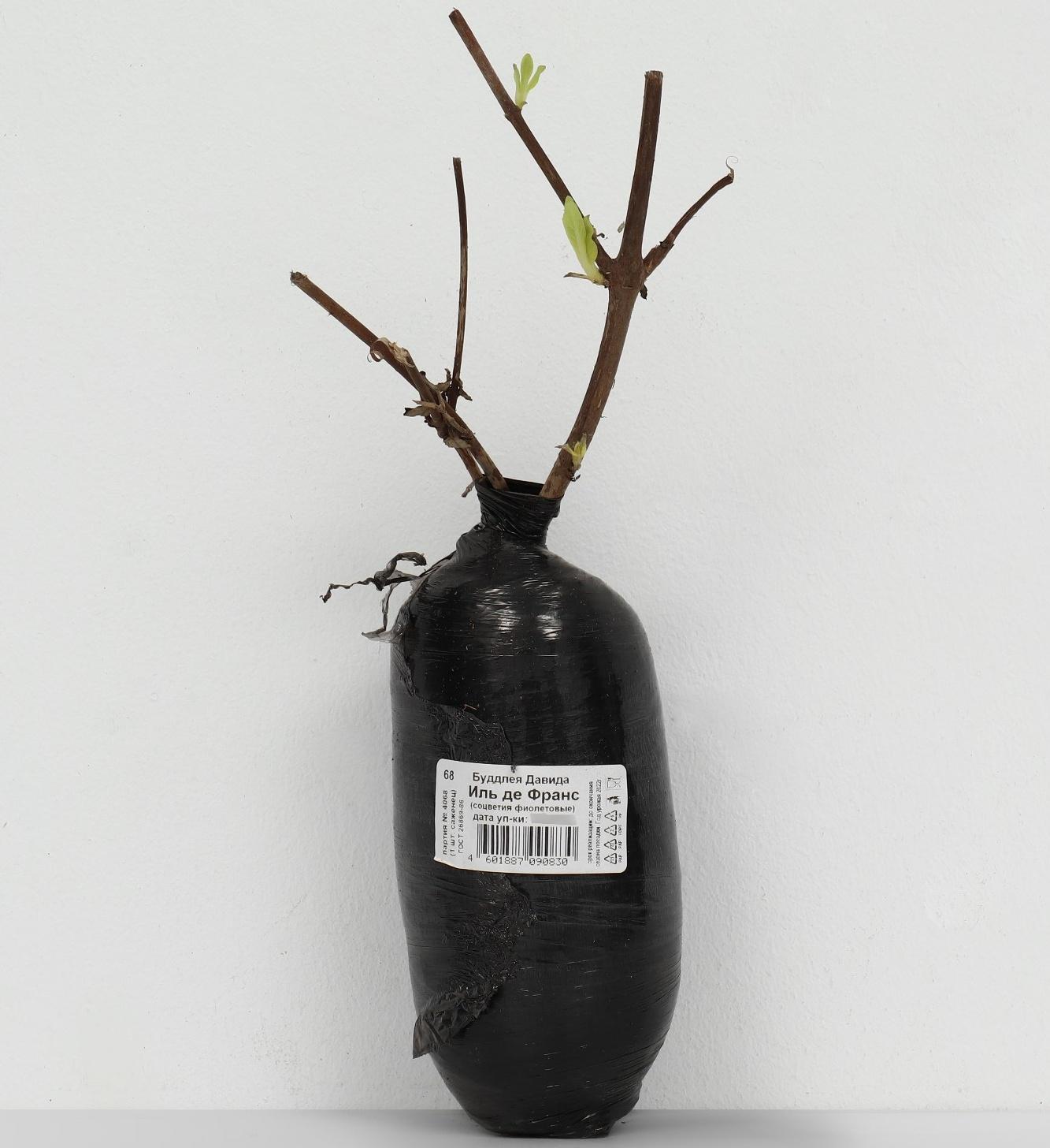 Буддлея Давида 