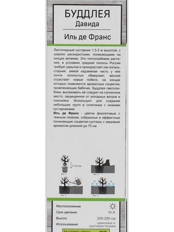 Буддлея Давида 