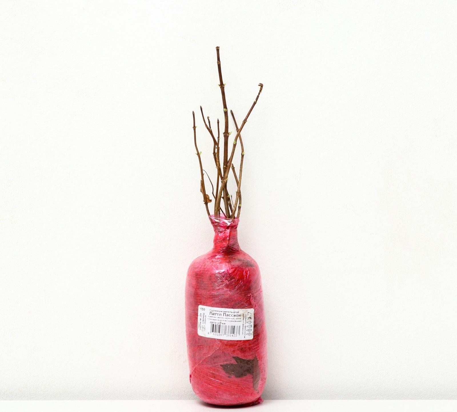 Гортензия метельчатая Патио Люкс 