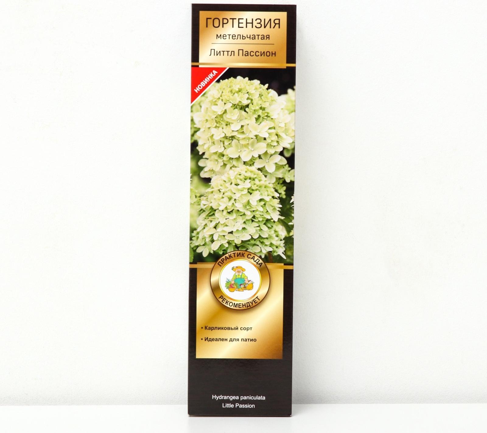 Гортензия метельчатая Патио Люкс 