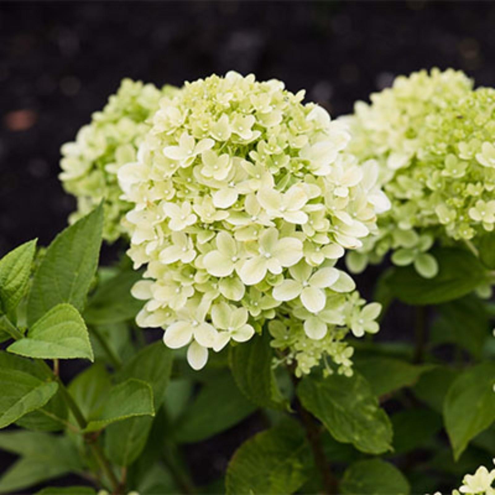 Гортензия метельчатая Патио Люкс 