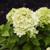 Гортензия метельчатая Патио Люкс 