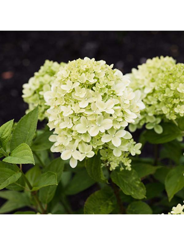 Гортензия метельчатая Патио Люкс 